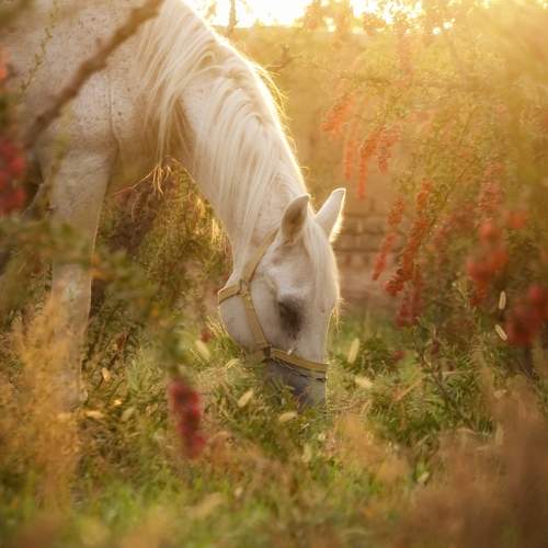 Photo #10105788