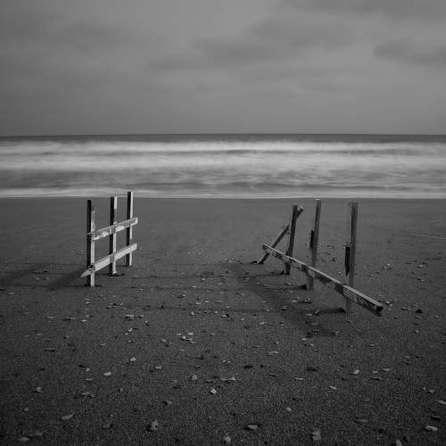 Beach , leafs