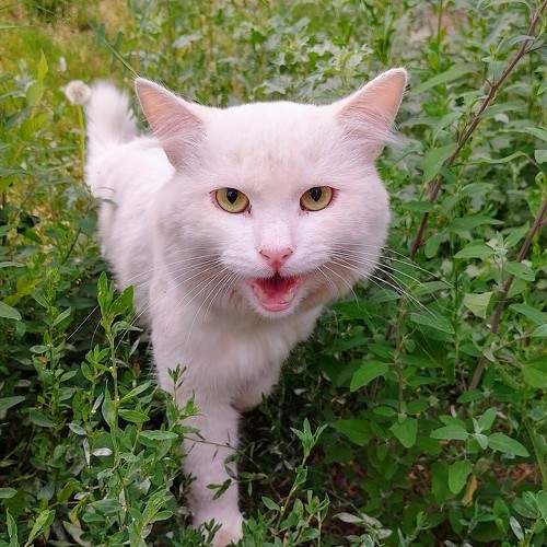 Photo #10106616