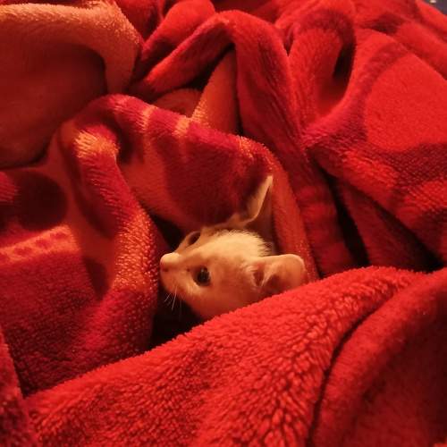 Photo #10107282