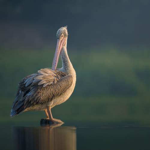 Art of Preening