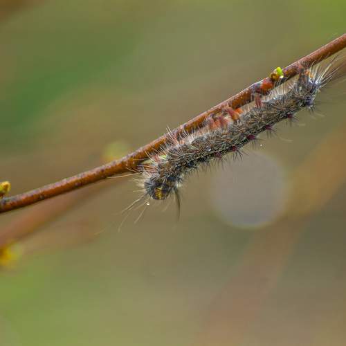 Непарный шелкопряд (Ocneria dispar)