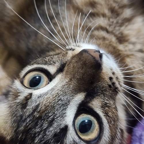 Photo #10111043
