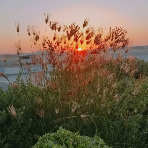 Photo #10111296