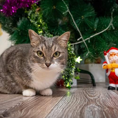 Photo #10112019