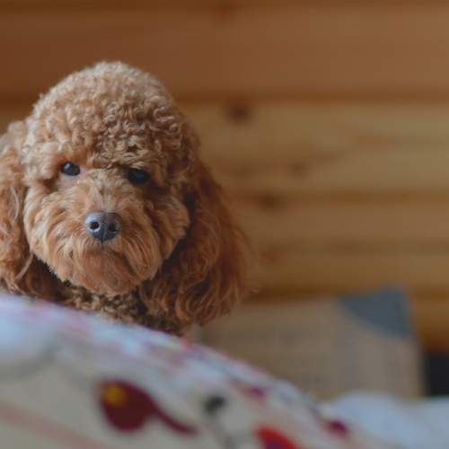 Photo #10114765