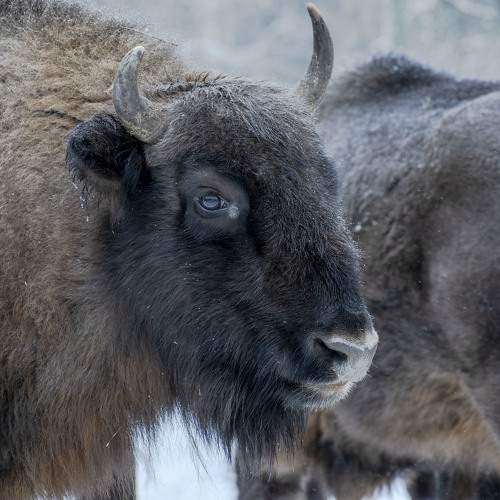 Photo #10114937