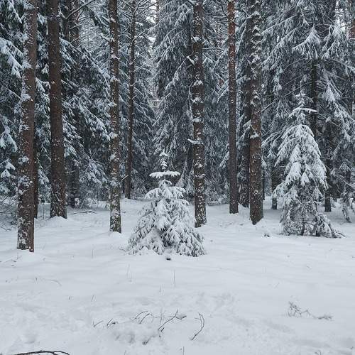 Photo #10115415
