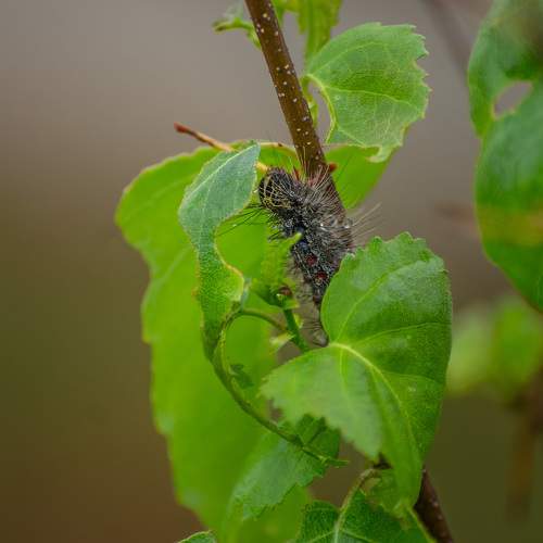 Photo #10116587