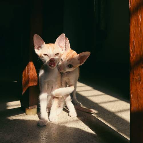 Photo #10117364