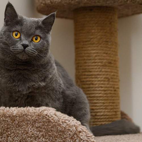 Photo #10117792