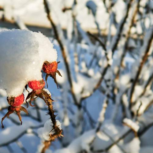 Photo #10118083