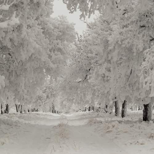 Photo #10118986