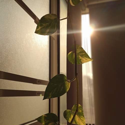 Plants are just home