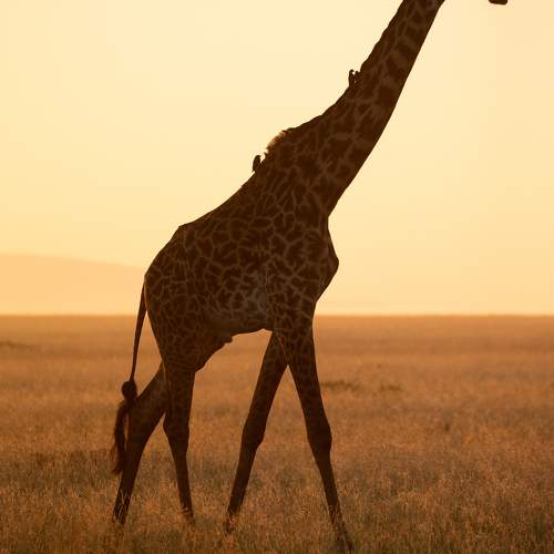Photo #10122135