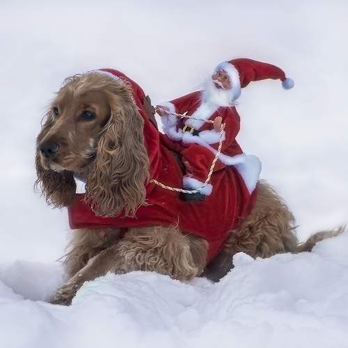 Photo #10124727