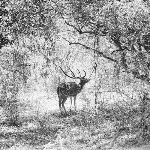 Photo #10124851