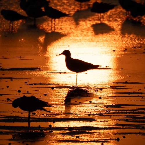 Alone but not lonely