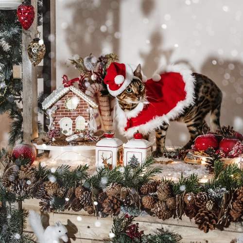 Фотография #10132042