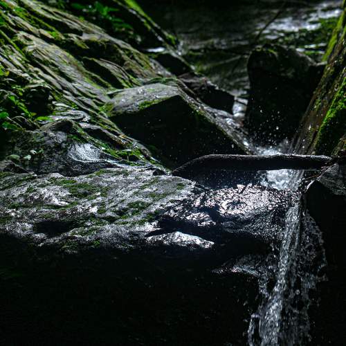 Nature of Moss & Flowing Water