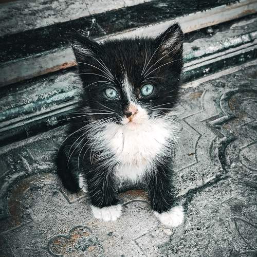 Photo #10132258
