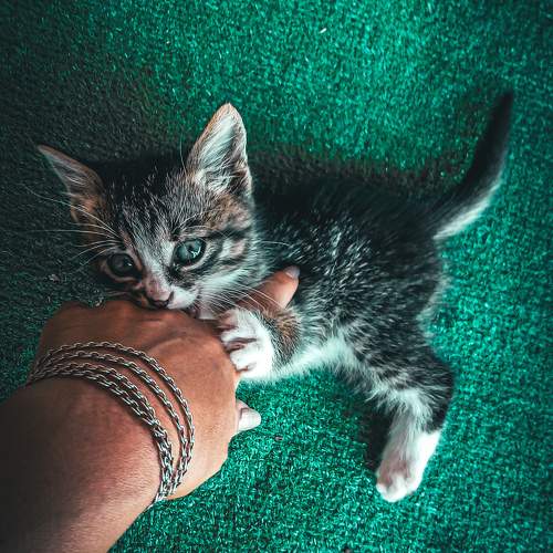 Photo #10132260