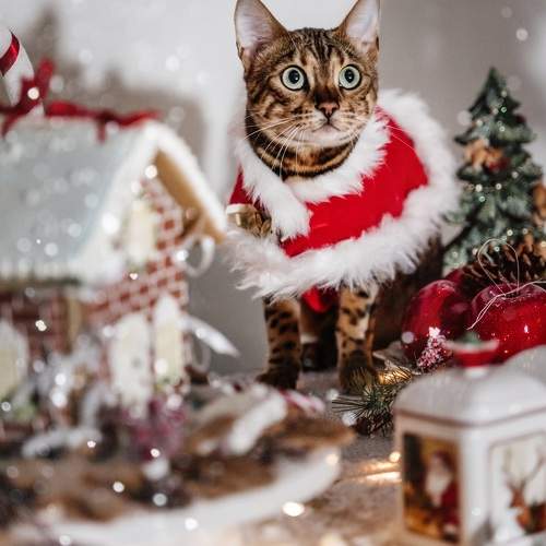 Фотография #10133100