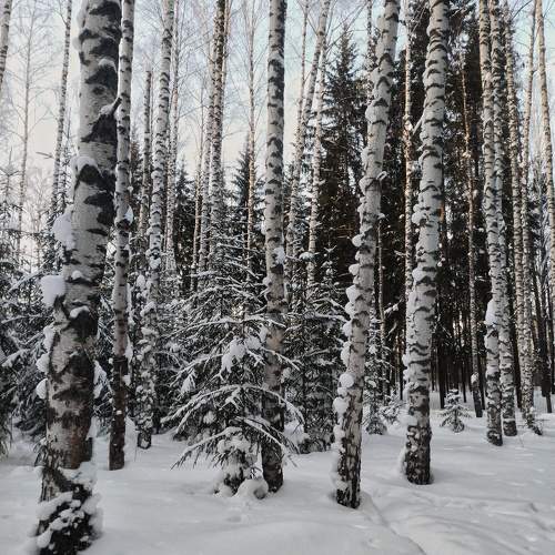 Photo #10135419