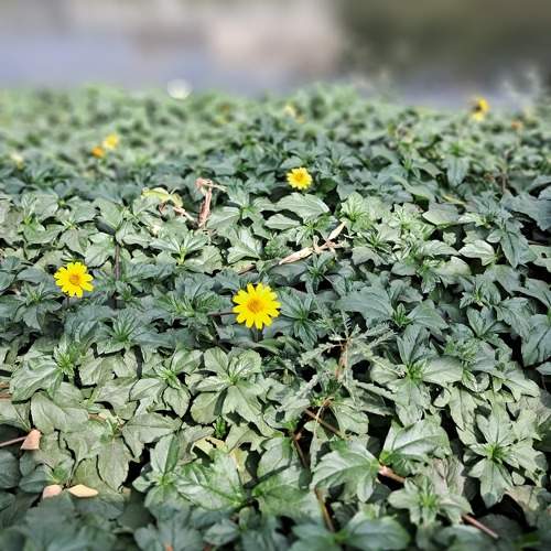 Sphagneticola trilobata (Trailing daisy)