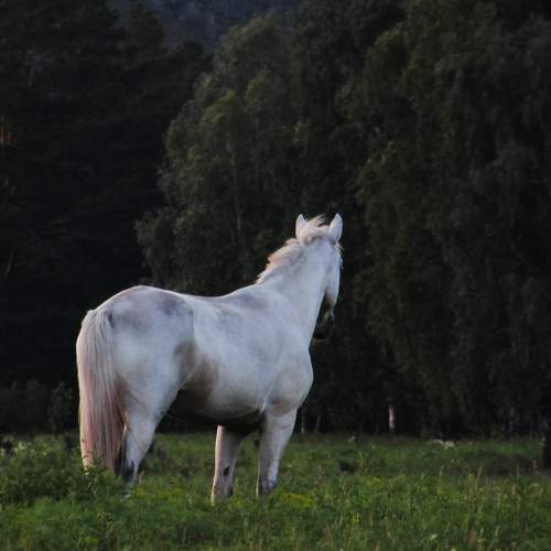 Photo #10138875