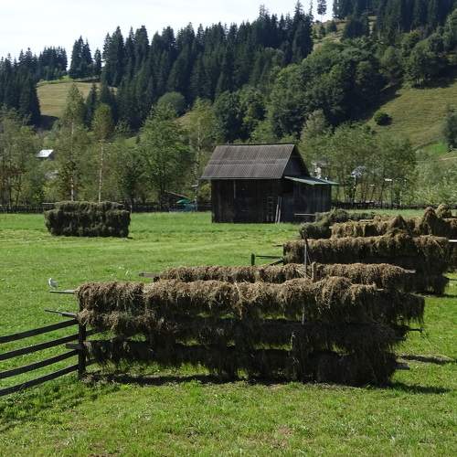 Photo #10140482