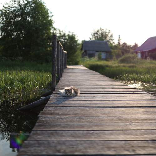 Photo #10142466