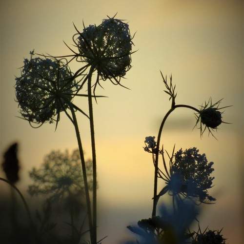 Photo #10146588