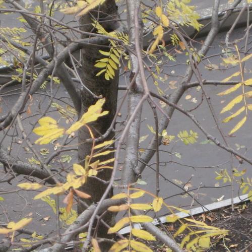 Осень художник