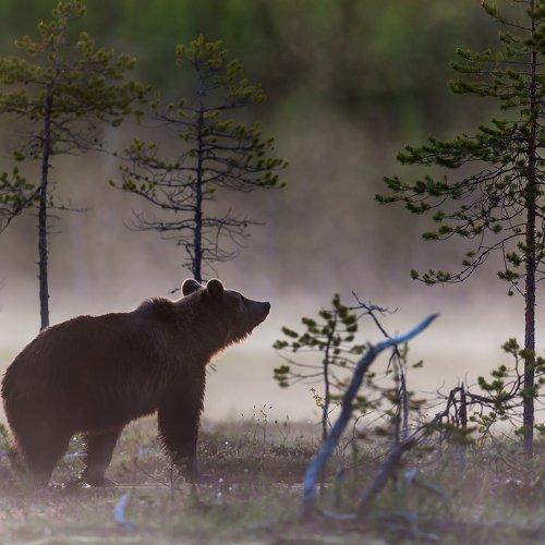 Медвежье утро