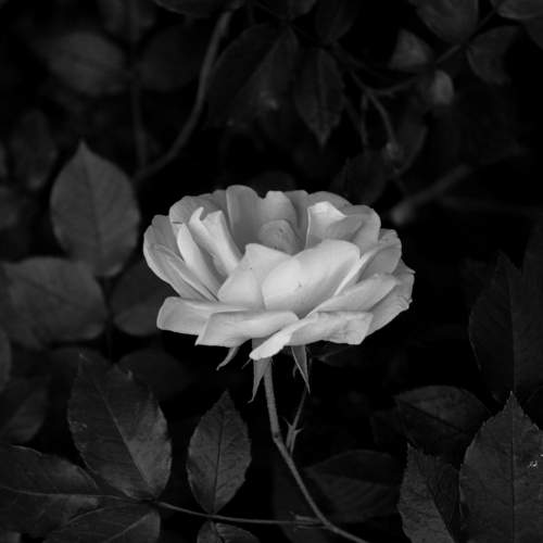 My white flower