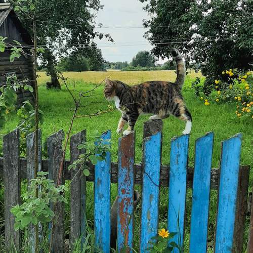 Photo #10154305