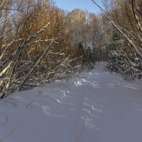 beauty of winter nature