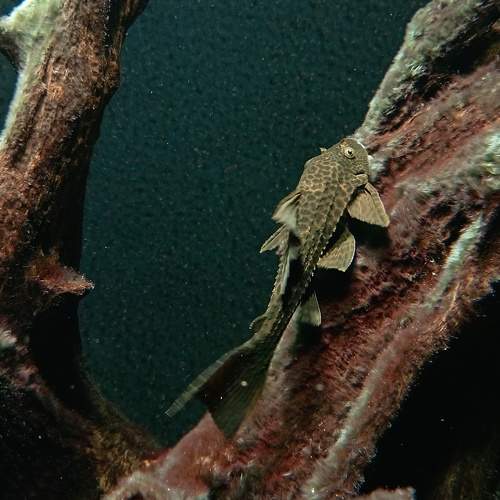 Photo #10160292