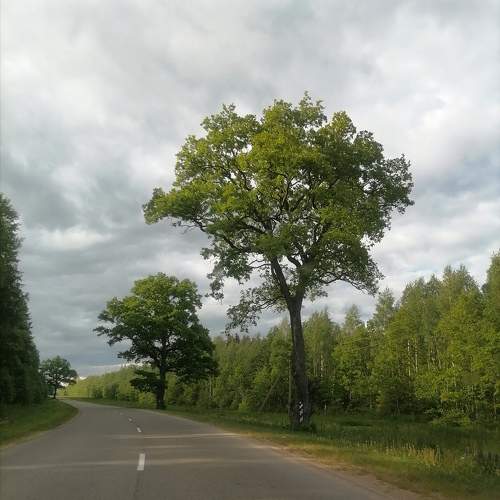 Photo #10161294