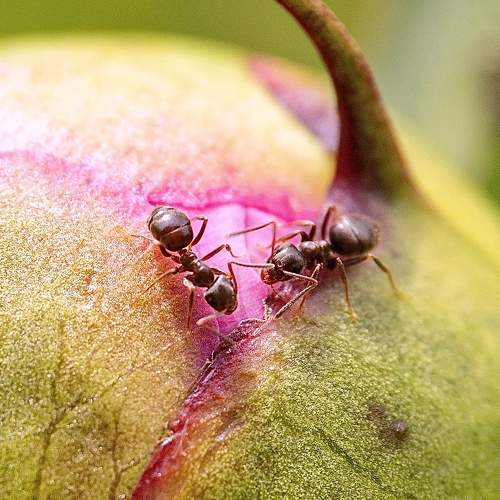 Photo #10161635