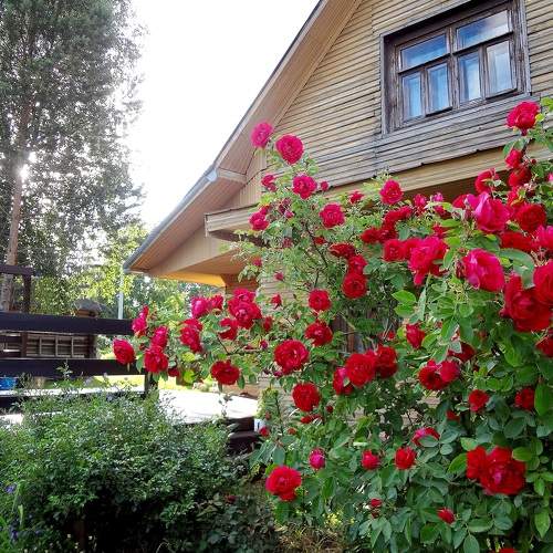 Photo #10162916