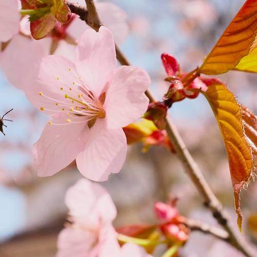 Spring
