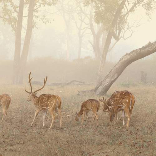 Misty morning of nilgiri