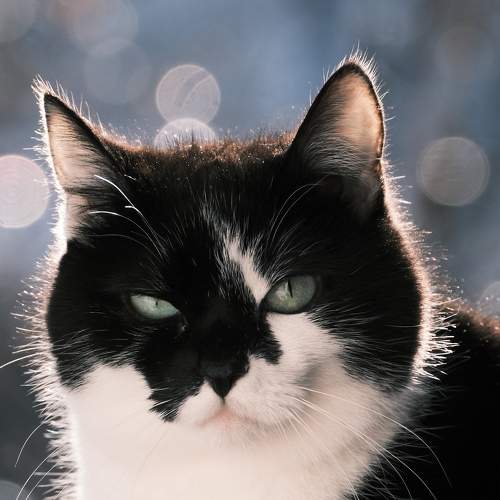 Photo #10165670