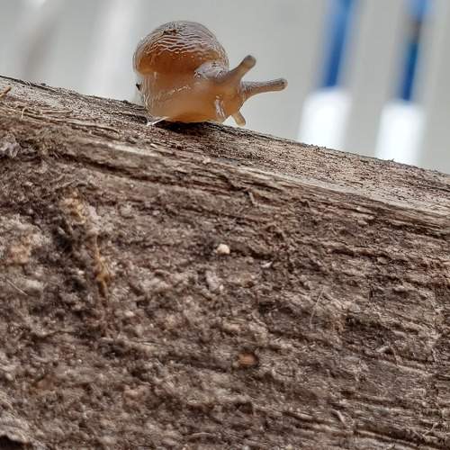 He is fast!