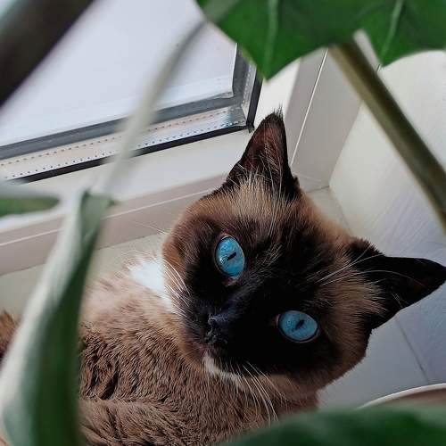 Photo #10165915