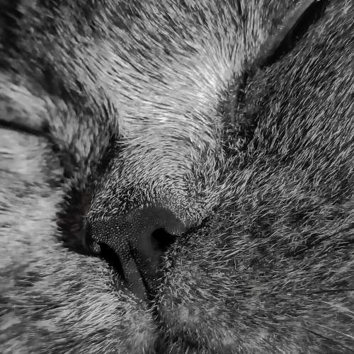 Photo #10166165
