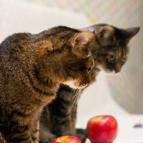 Photo #10170281