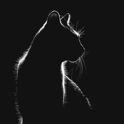 Silhouette